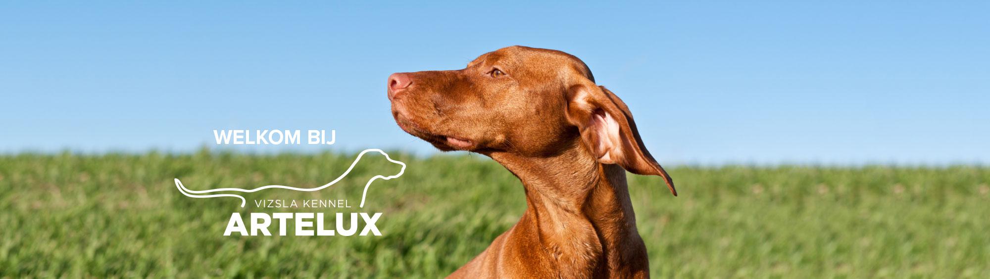 vizslakennel artelux